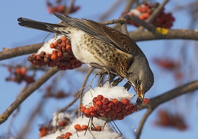 Пьянчуга - дрозд
