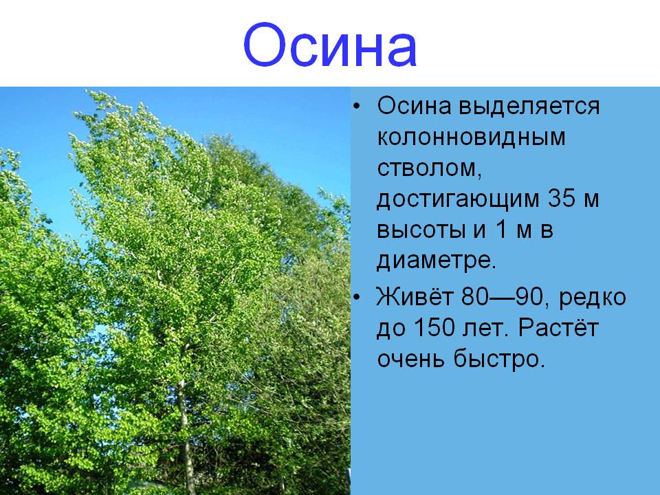 Секреты осинового волшебства С чем у Вас ассоциируется дерево Осина? - с осиновы