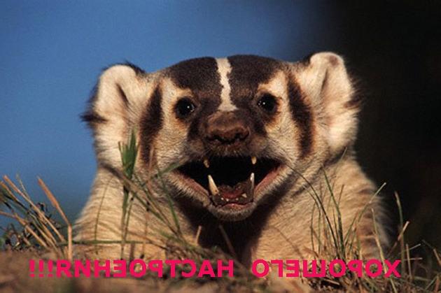 Заяц и судья - Барсук. Басня