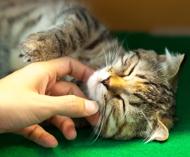 Тихо стало в моем доме (Нина Заречная 3) / Стихи.ру