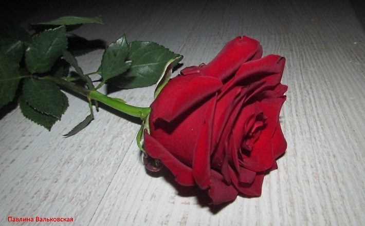 Здесь воздух пропитался весь тобою (Павлина Вальковская) / Стихи.ру