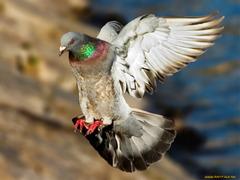 чем дело успокоится