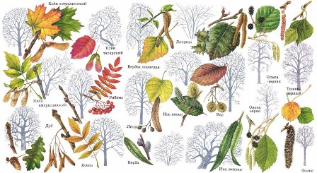 Семена деревьев