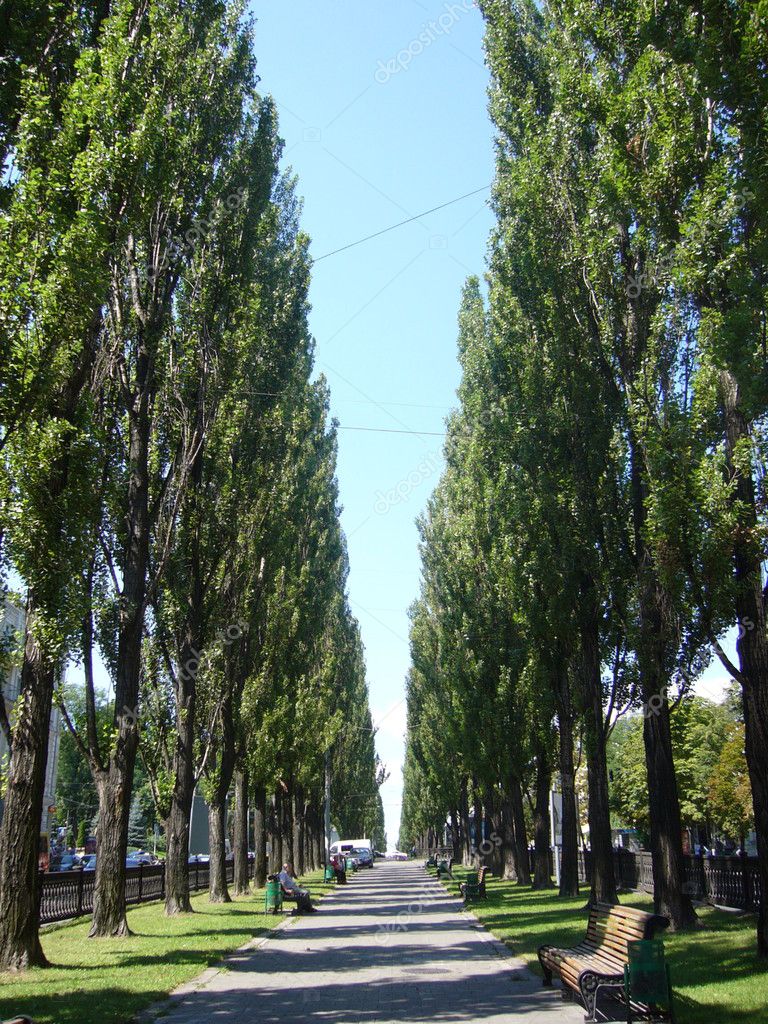 Тополь пирамидальный италика. Тополь пирамидальный populus pyramidalis. Тополь "пирамидально-осокоревый камышинский". Тополь пирамидальный свердловский. Тополь советский пирамидальный.