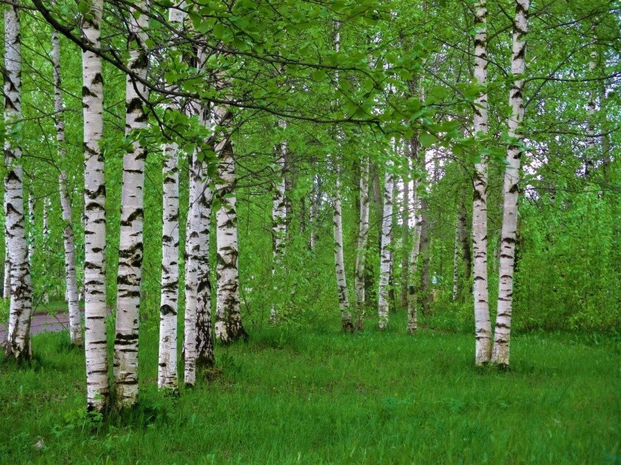 Березовая роща новомосковск проект