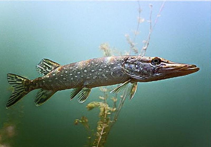 Щука (Наталья Викс) / Стихи.ру