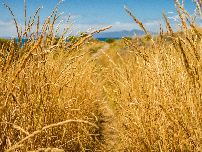 Ветер (Светлана Артемьева 6) / Стихи.ру