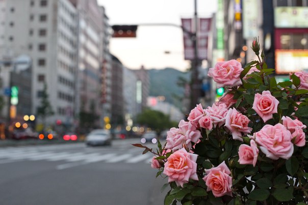 Городские цветы