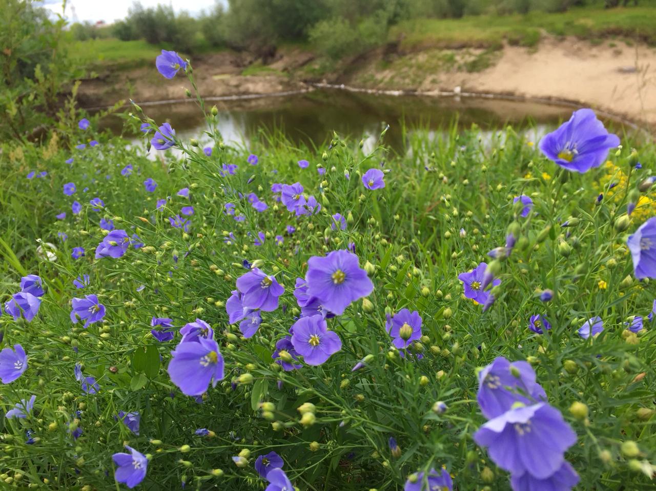 Зелень с голубью дня...