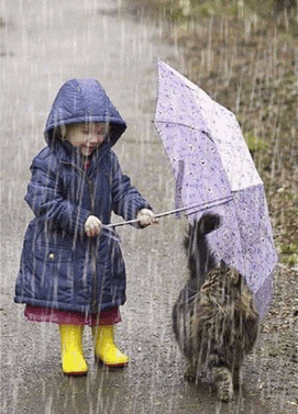 Кошка под дождём