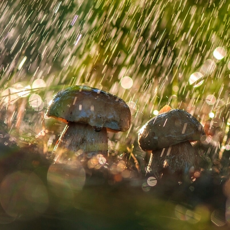 Немножко дождик. Летний грибной дождь. Грибы дождь красота фото. Летний ливень Пятигорск. Пыл после немного дождя.