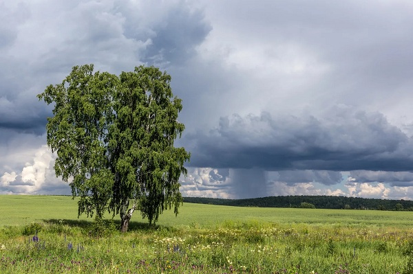 Одинокая Берёза