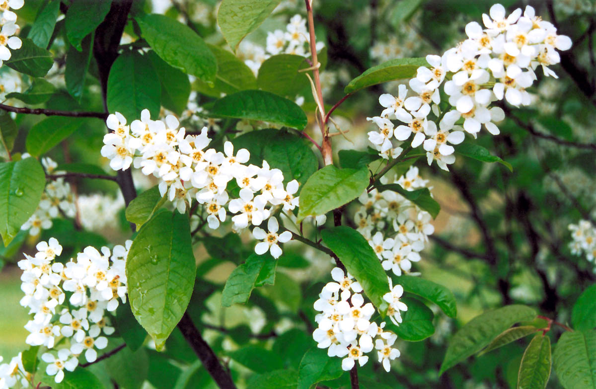 Черёмуха - подруженька