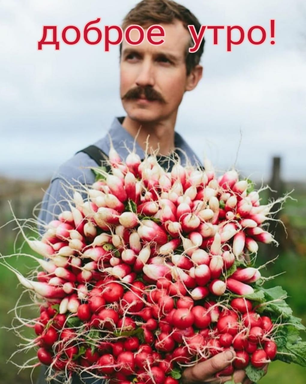 смешной букет. я редиска стих. редиска прикол. плохая редиска. редиска в руках.