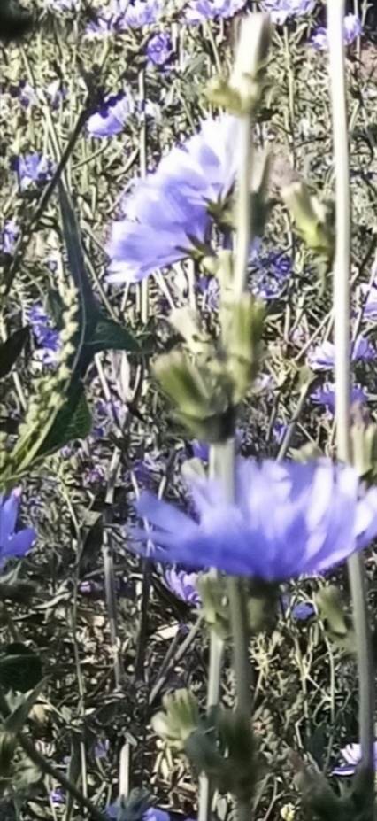 Упаду я в травы