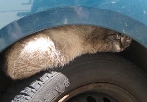 Посредине лета шутка с долей