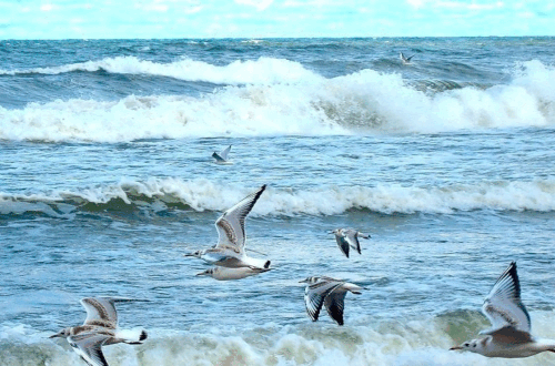 Кричала чайка, услышьте вы меня своей душой