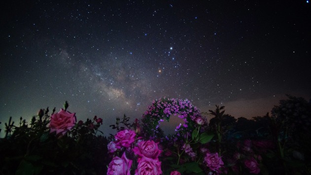 Летней ночью