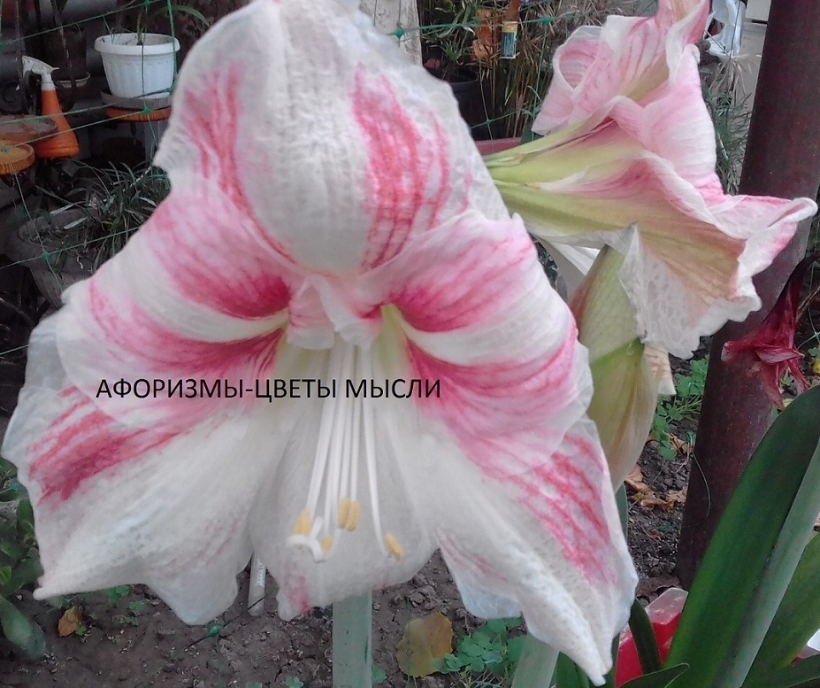 АФОнаРИЗМ увлекающимся афоризмами