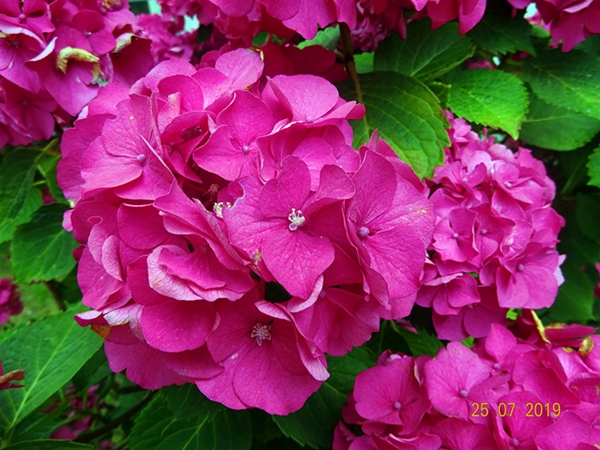 Гортензия