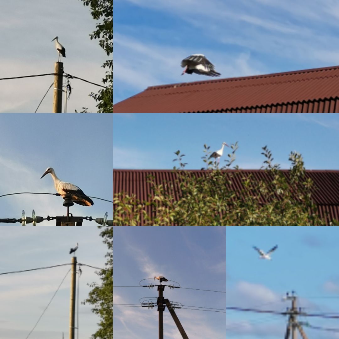 Аисты Хроники загородного быта