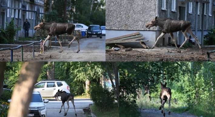 Такой июль сбивает с толку даже братьев-лосей...