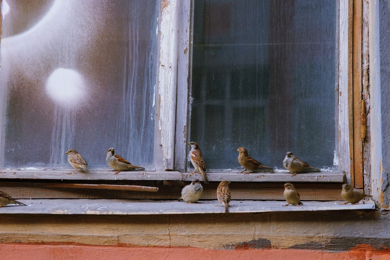 Птицы ударились в окно дома. Птицы на окна. Птица на подоконнике. Птицы за окном.