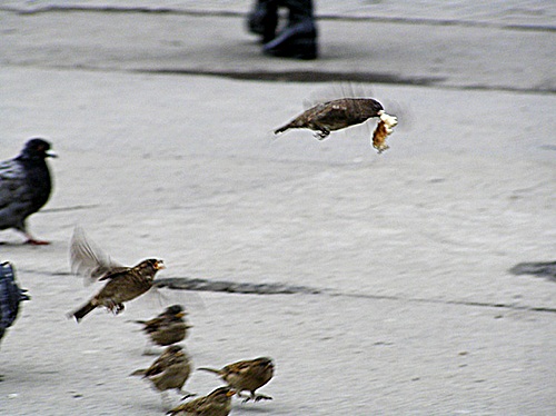 Я как всегда тебя благодарю - Аккорды!