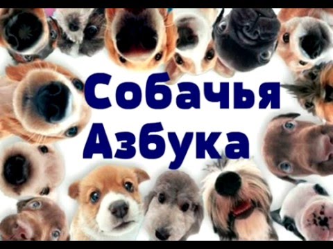 Азбука про собак