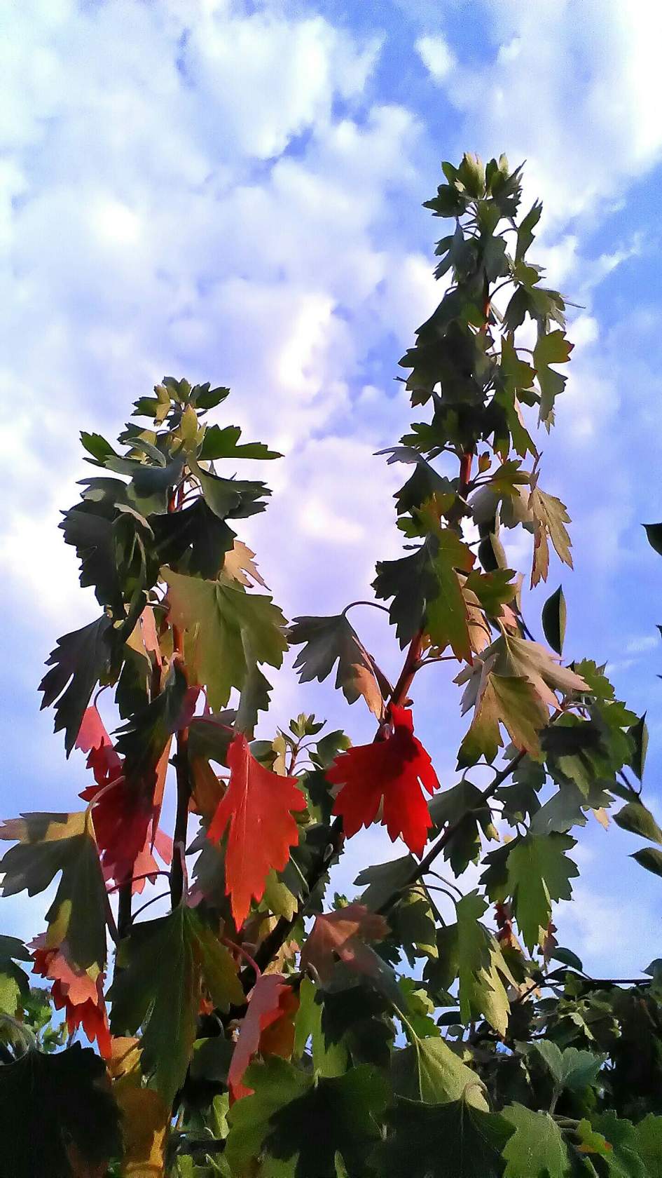 Привет от осени