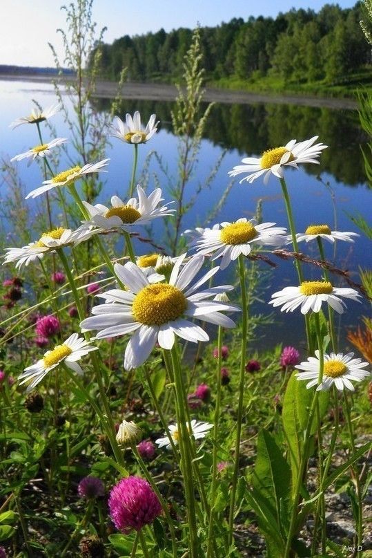 Июль нас встретил пышным разнотравьем