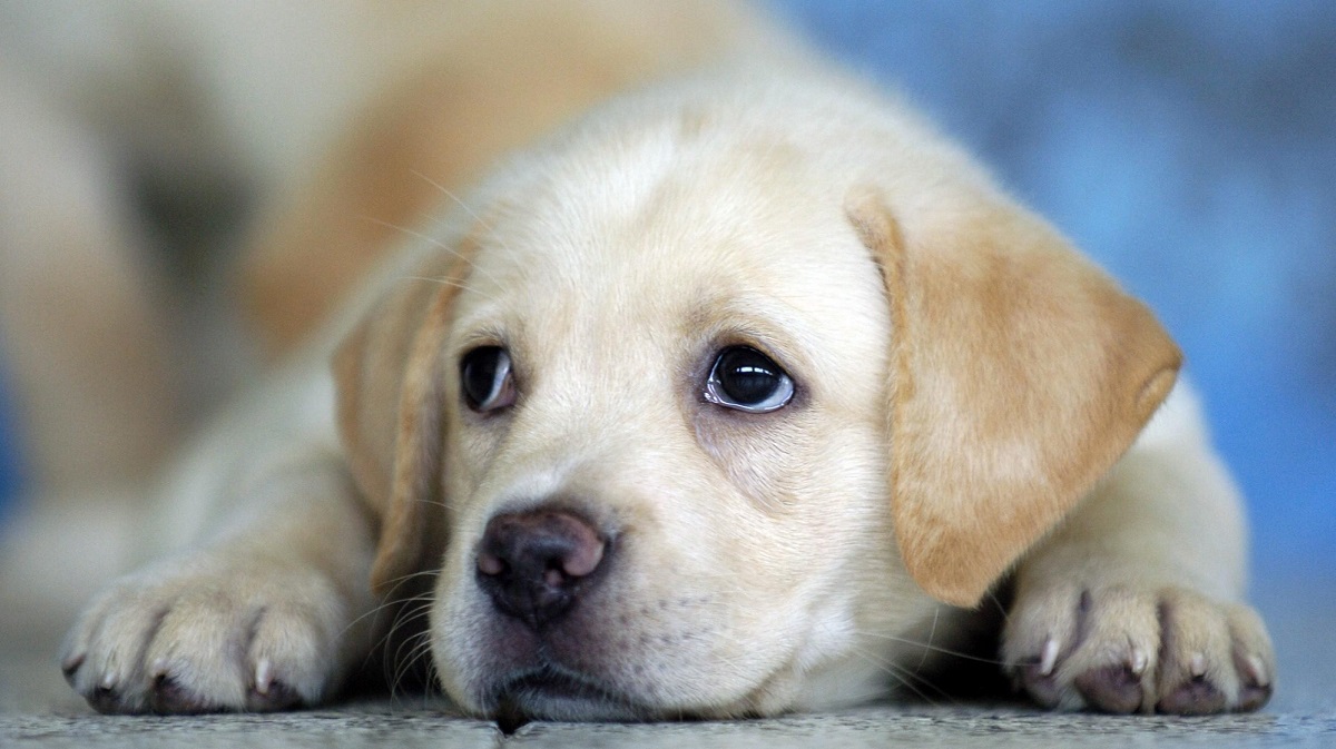 Щенячьи мысли