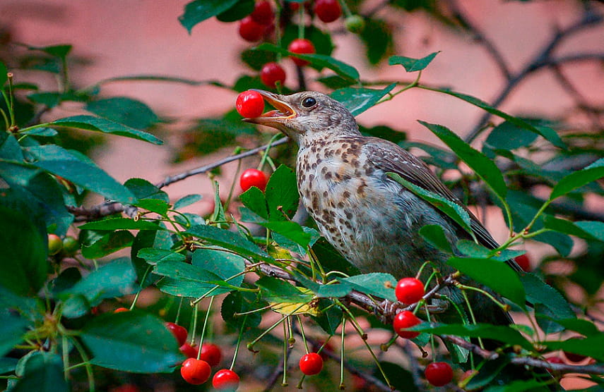 Находчивый дрозд