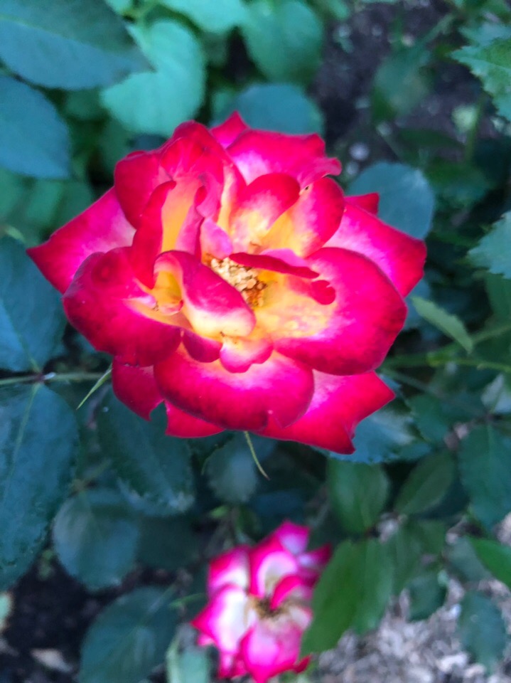 С днем рождения сестренка родная