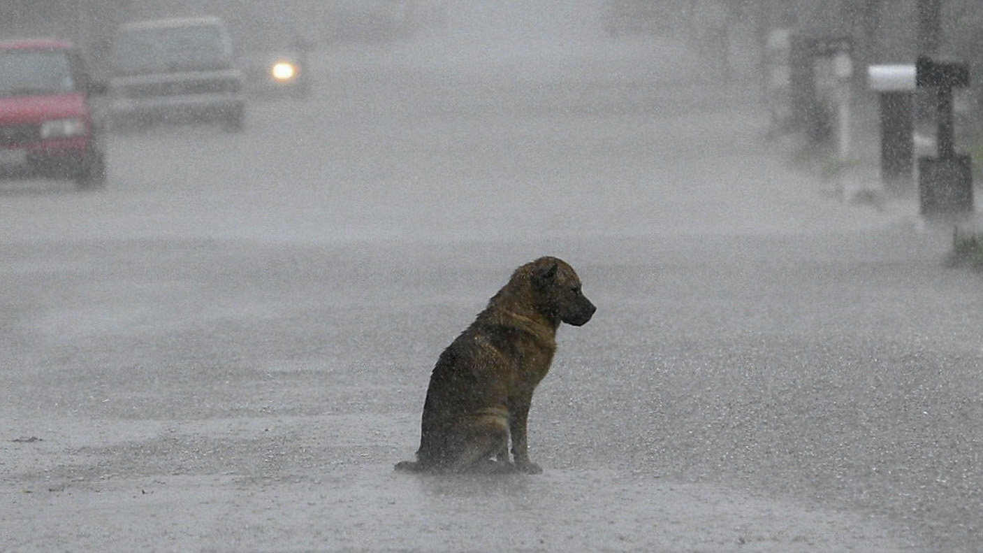 Голодный ветер. Брошенный пес. Одинокая собака. Грустная бездомная собака. Бездомные брошенные собаки.