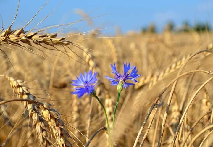 Рассветный луч коснулся нивы