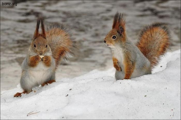 7. 15. Чувства