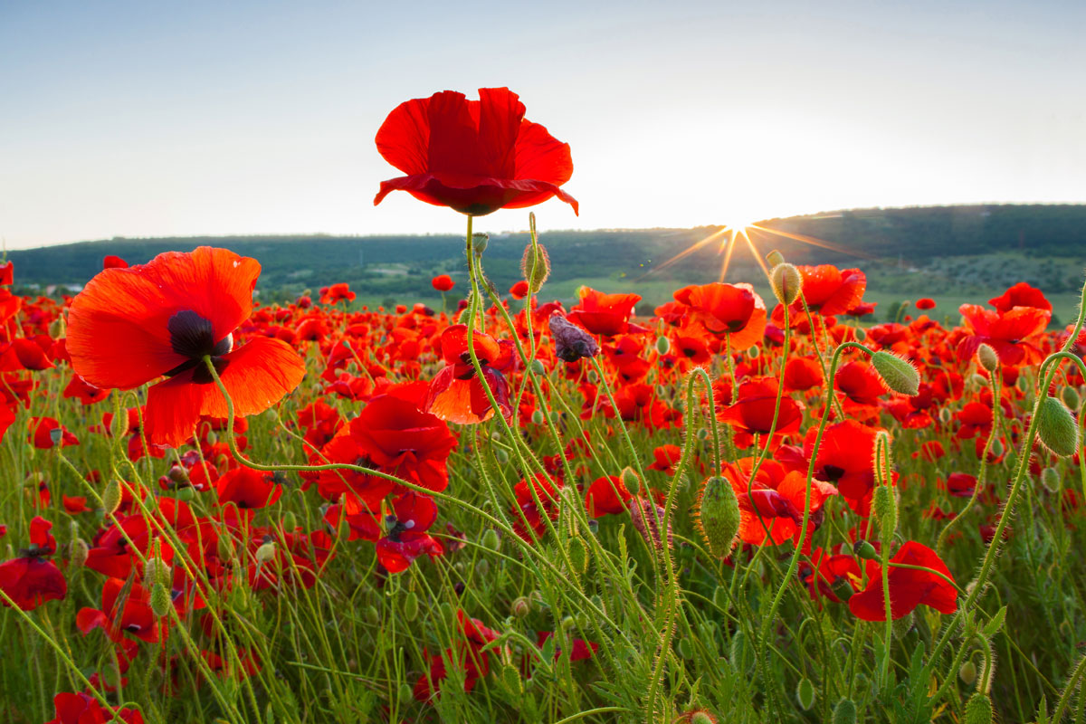 Remembrance Day Маковое поле