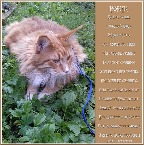 Норик на прогулке