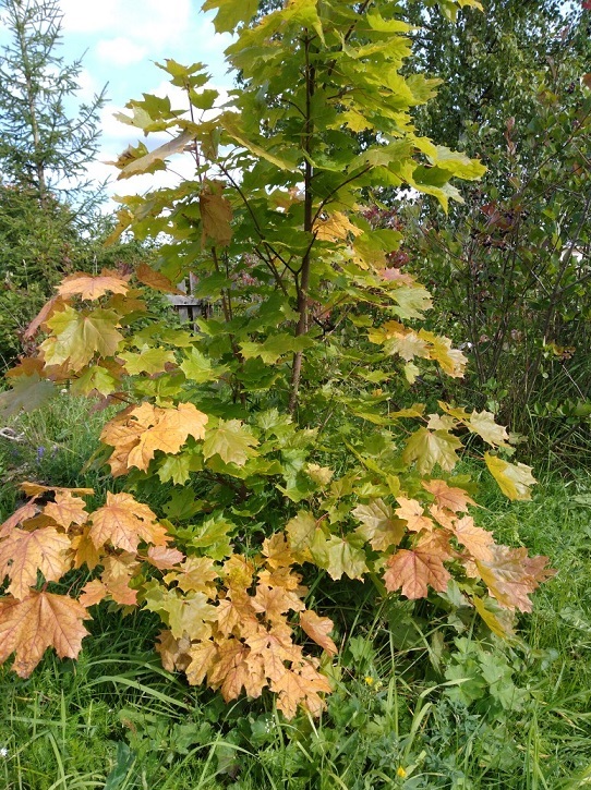 Здравствуй, осень!