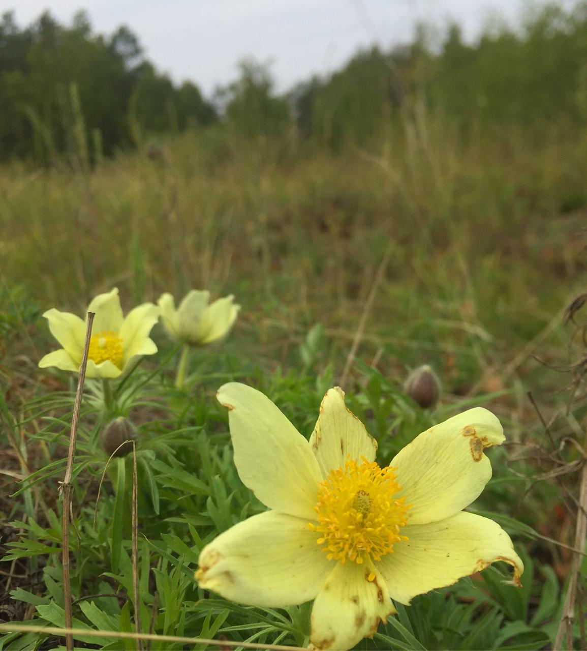 Сразило лето красотой, выкрав Весну...