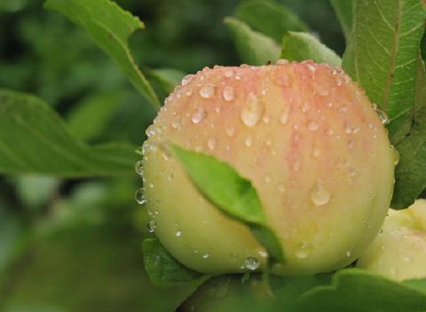 Ближе Осень с каждым днём