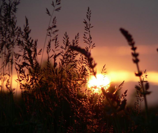 Горький запах пыли