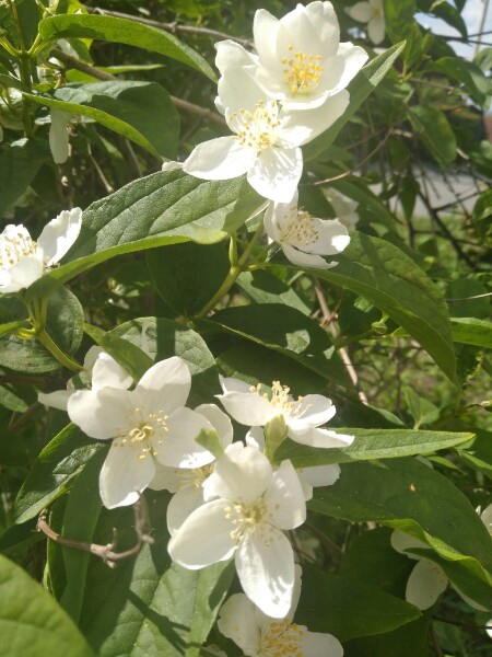 Если бы не любовь