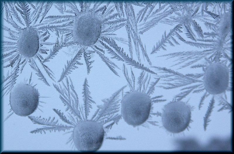 Снежные ромашки