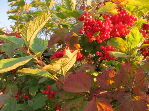 Август ярко расцвечен