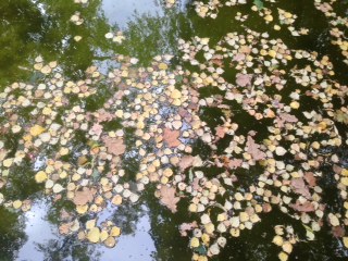 Ранней осени слышится голос...