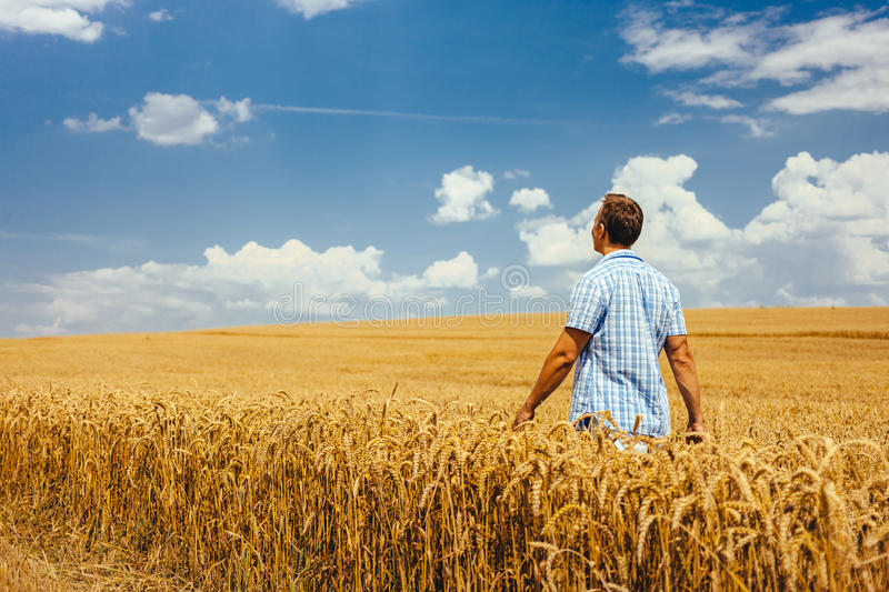 Группа людей в поле. Человек в поле пшеницы. Мужчина в пшеничном поле. Фотосессия в пшеничном поле. Юноша в пшеничных полях.