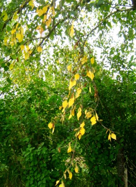 Цветом веточек мимозы...