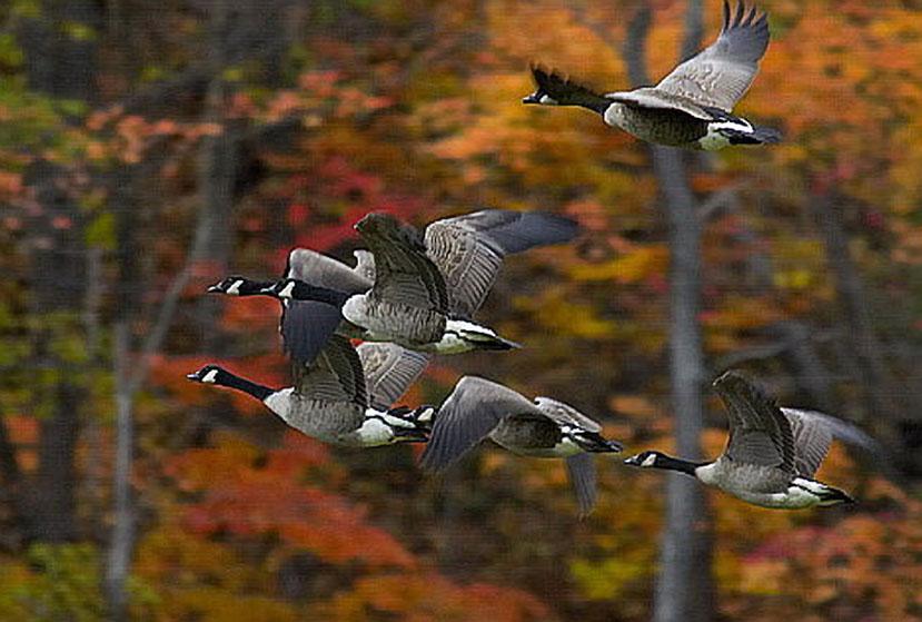 Улетают птицы в дальние. Птицы улетают на Юг. Осенние птицы. Осень перелетные птицы. Птицы осенью.